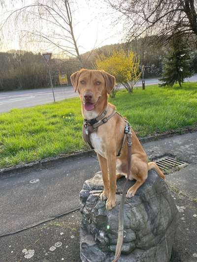 Hunde aus Griechenland-Beitrag-Bild