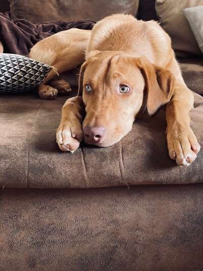 Hunde aus Griechenland-Beitrag-Bild