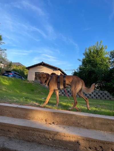 Herdenschutzhunde-Beitrag-Bild