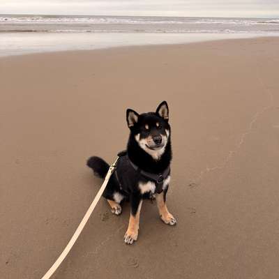 Hundetreffen-Loki sucht einen Spielbuddy-Bild