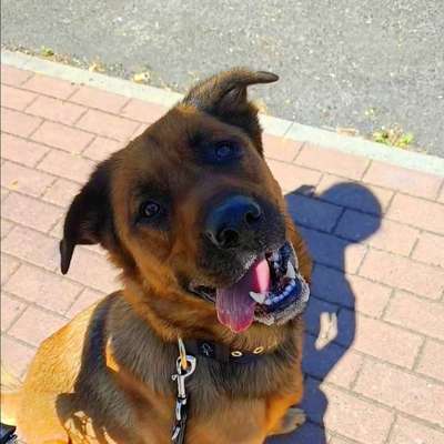 Hundetreffen-Gemeinsames spazieren-Bild