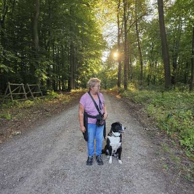 Hundetreffen-Training-,Gassi-,Spielrunden-Bild