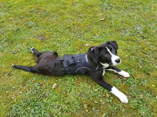 Welpen Bilder !-Beitrag-Bild