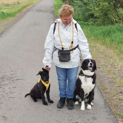 Hundetreffen-Training-,Gassi-,Spielrunden-Bild