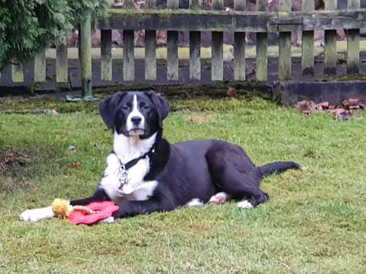 Auslandstierschutz-Beitrag-Bild