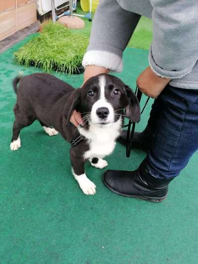 Auslandstierschutz-Beitrag-Bild