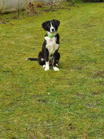 Auslandstierschutz-Beitrag-Bild