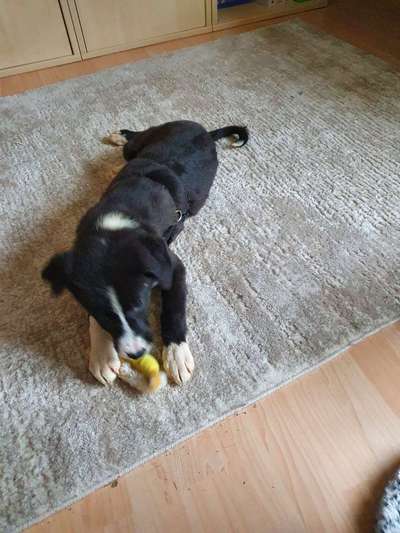 Mischlingshunde Foto Aufruf-Beitrag-Bild