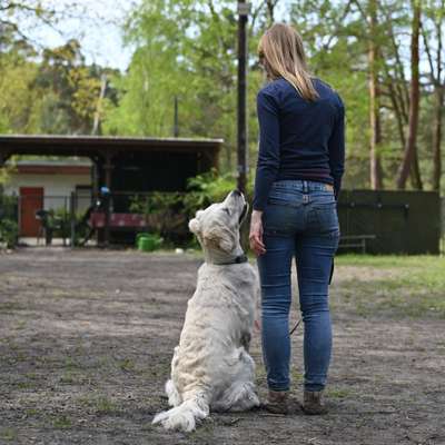 Hundetreffen-Trainingspartner gesucht-Bild