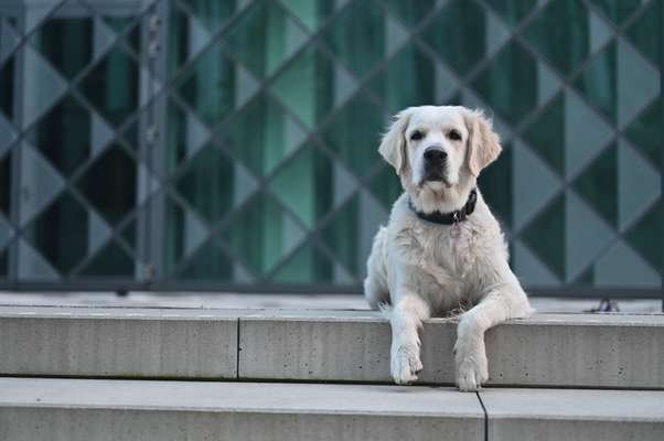 Hundetreffen-Hundetraining/Gassi und Spielen-Bild