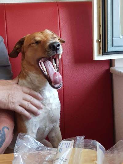 Fotochallenge Nr. 59 - Mein Hund zeigt die Zunge-Beitrag-Bild