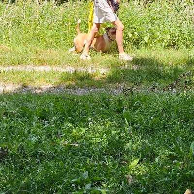 Giftköder-Gefährlicher Hund, der angreift-Bild