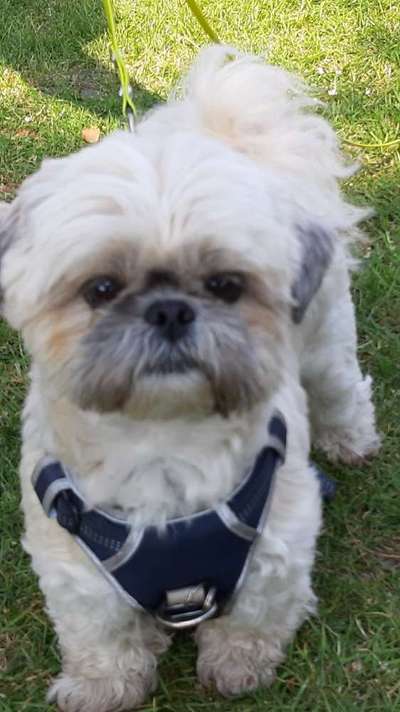 Shih Tzu von Jung bis Senioren-Beitrag-Bild