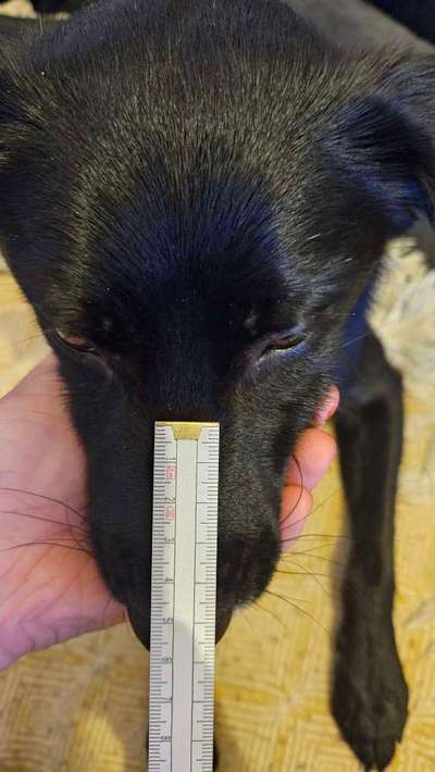 Wie sitzt mein Maulkorb / Maulkorb-Beratung-Beitrag-Bild