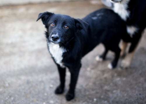 TierschutzhundeStammtisch🐕-Beitrag-Bild