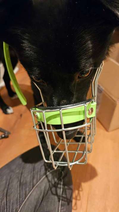 Wie sitzt mein Maulkorb / Maulkorb-Beratung-Beitrag-Bild