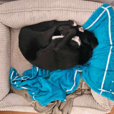 TierschutzhundeStammtisch🐕-Beitrag-Bild