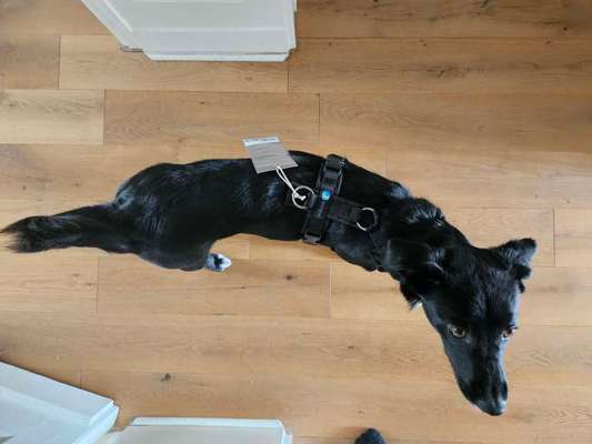 Wie sitzt mein Geschirr?-Beitrag-Bild