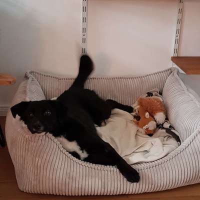 TierschutzhundeStammtisch🐕-Beitrag-Bild