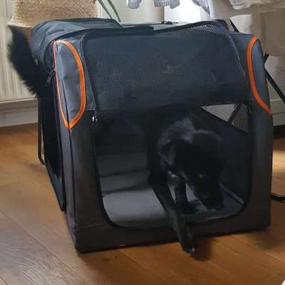 TierschutzhundeStammtisch🐕-Beitrag-Bild