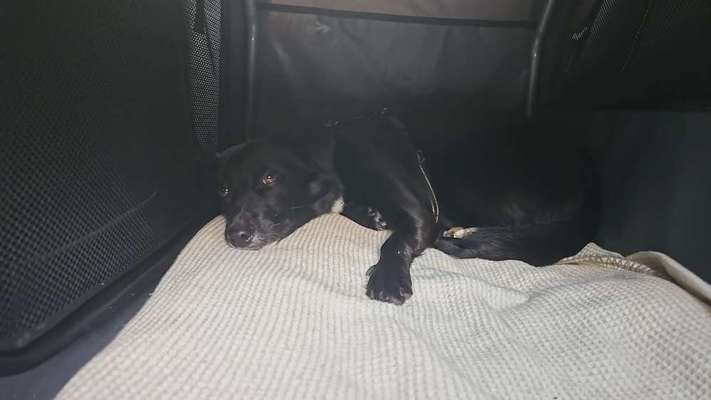 TierschutzhundeStammtisch🐕-Beitrag-Bild