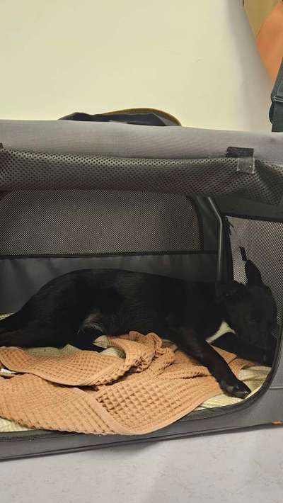 TierschutzhundeStammtisch🐕-Beitrag-Bild