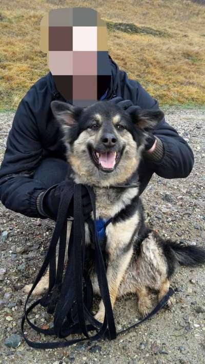 TierschutzhundeStammtisch🐕-Beitrag-Bild