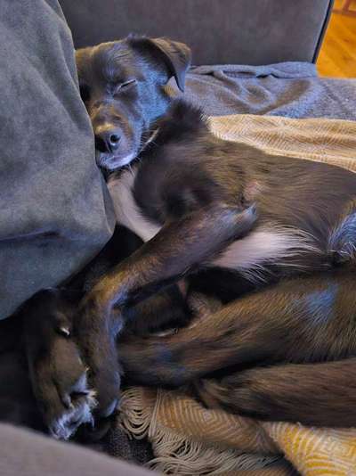 TierschutzhundeStammtisch🐕-Beitrag-Bild