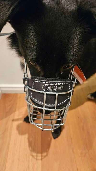 Wie sitzt mein Maulkorb / Maulkorb-Beratung-Beitrag-Bild