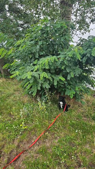 TierschutzhundeStammtisch🐕-Beitrag-Bild