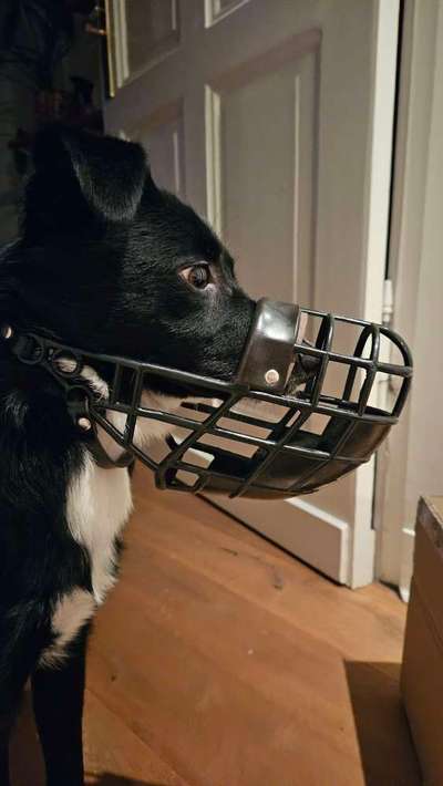 Wie sitzt mein Maulkorb / Maulkorb-Beratung-Beitrag-Bild