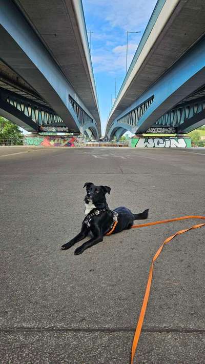 TierschutzhundeStammtisch🐕-Beitrag-Bild