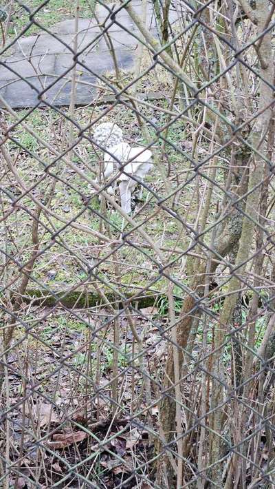 TierschutzhundeStammtisch🐕-Beitrag-Bild