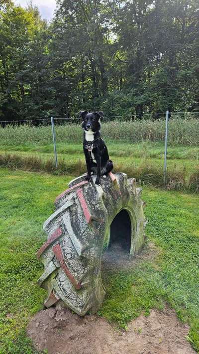 TierschutzhundeStammtisch🐕-Beitrag-Bild