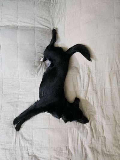 TierschutzhundeStammtisch🐕-Beitrag-Bild