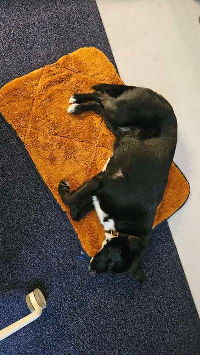 TierschutzhundeStammtisch🐕-Beitrag-Bild