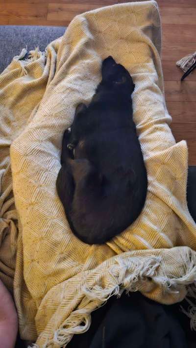 TierschutzhundeStammtisch🐕-Beitrag-Bild