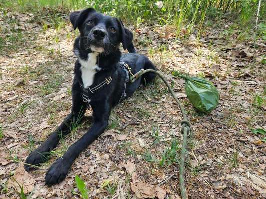 Challenge – Gassi & Clean-Beitrag-Bild