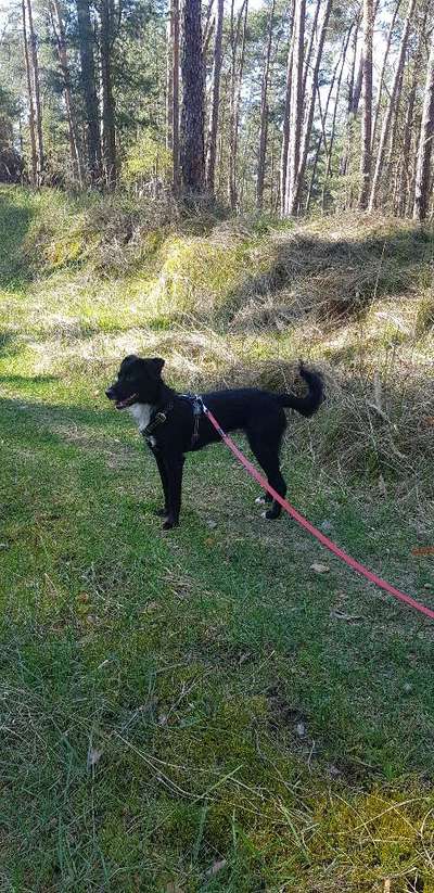 Wie sitzt mein Geschirr?-Beitrag-Bild