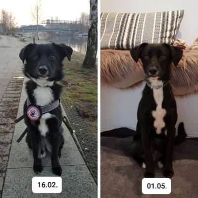 TierschutzhundeStammtisch🐕-Beitrag-Bild