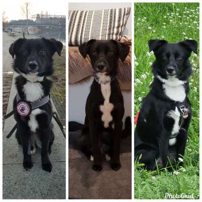 TierschutzhundeStammtisch🐕-Beitrag-Bild