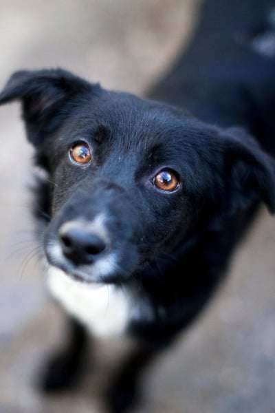 TierschutzhundeStammtisch🐕-Beitrag-Bild