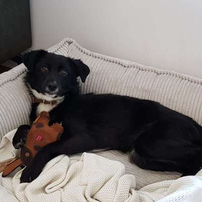 TierschutzhundeStammtisch🐕-Beitrag-Bild