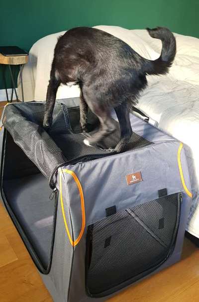 TierschutzhundeStammtisch🐕-Beitrag-Bild