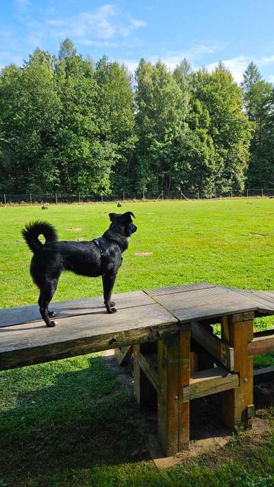 TierschutzhundeStammtisch🐕-Beitrag-Bild