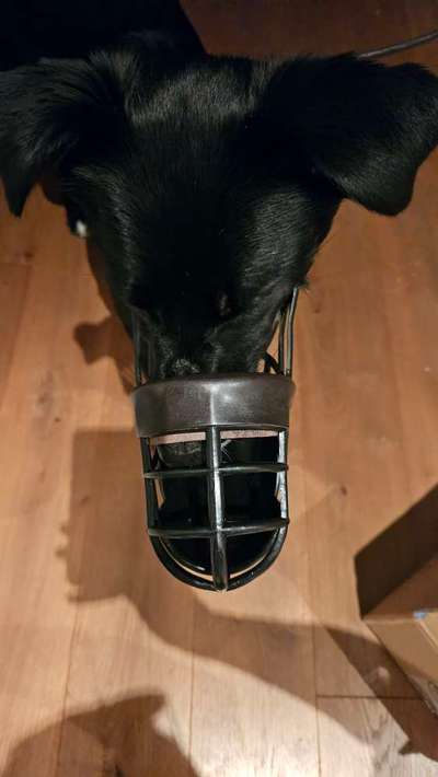 Wie sitzt mein Maulkorb / Maulkorb-Beratung-Beitrag-Bild