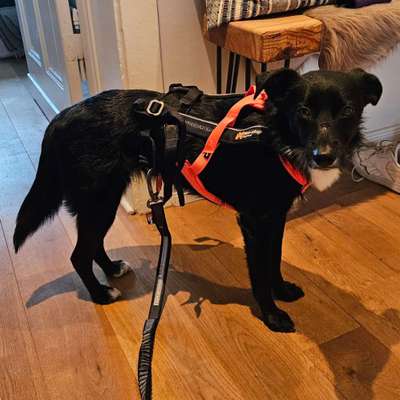 TierschutzhundeStammtisch🐕-Beitrag-Bild