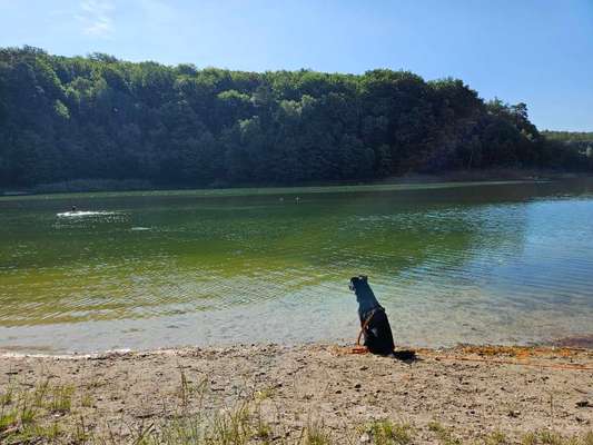 TierschutzhundeStammtisch🐕-Beitrag-Bild