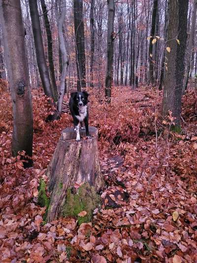 27. Handy Fotochallenge-Beitrag-Bild