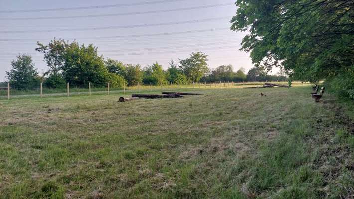 Hundeauslaufgebiet-Hundewiese am Sportparkheide-Bild